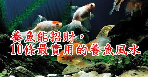 風水養魚數量|養魚能招財，10條最實用的養魚風水（你一定要知道）。